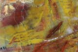 Vibrantly Colored, Polished Petrified Wood Section - Arizona #95073-1